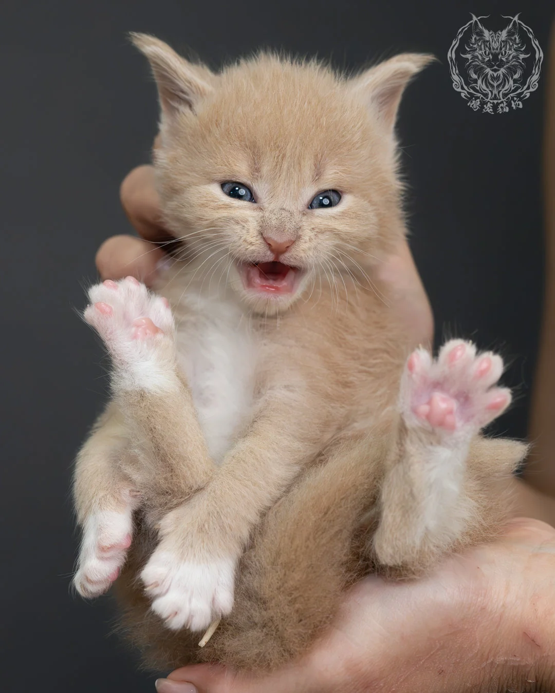 奶油虎斑緬因貓 22