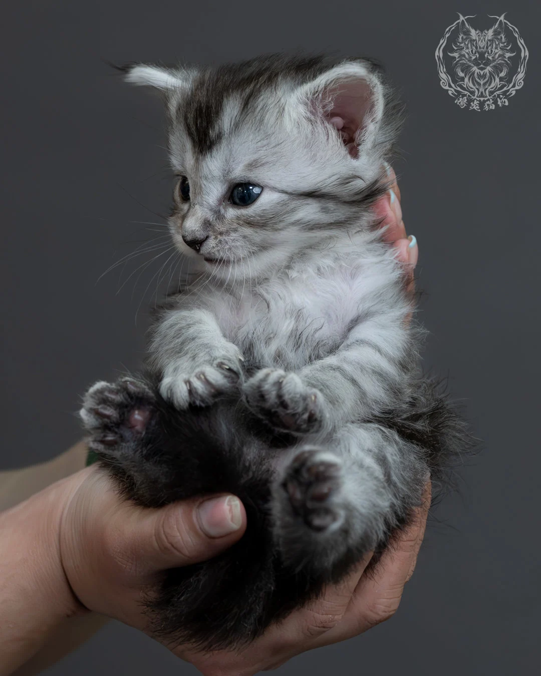 黑銀虎斑緬因貓 16