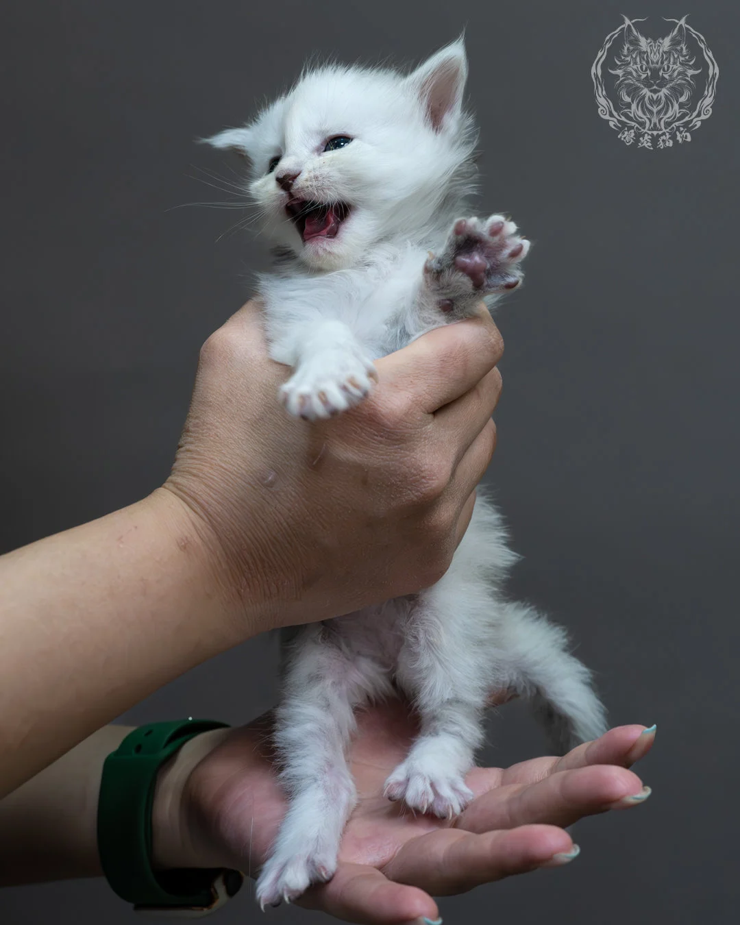 黑銀陰影緬因貓 6