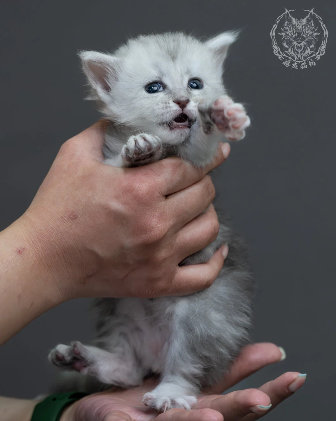 藍銀陰影緬因貓 5