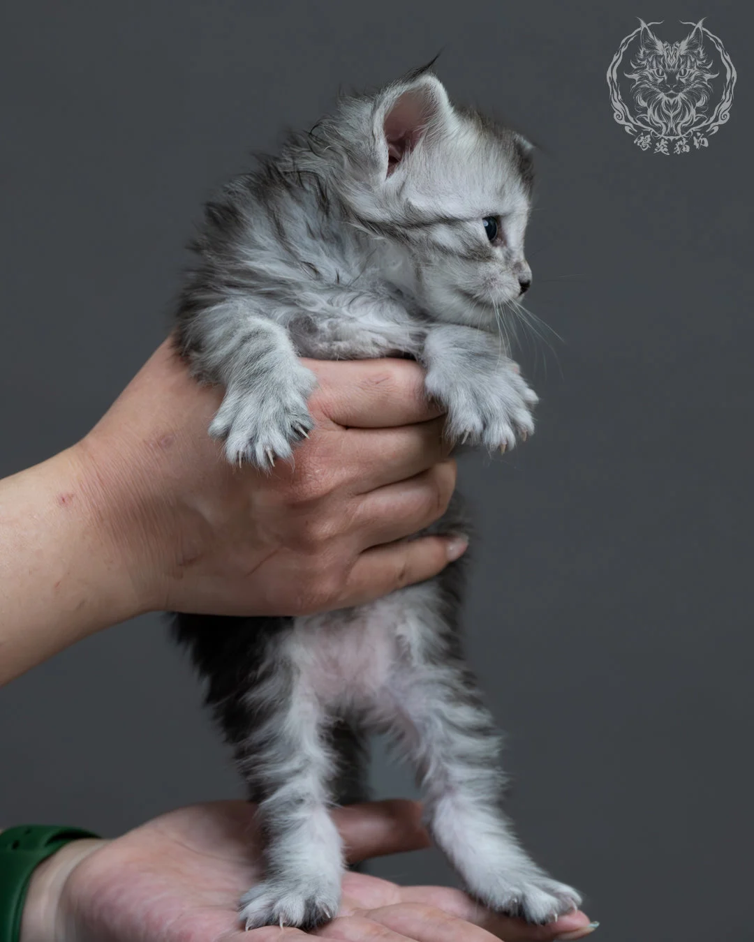 黑銀虎斑緬因貓 5