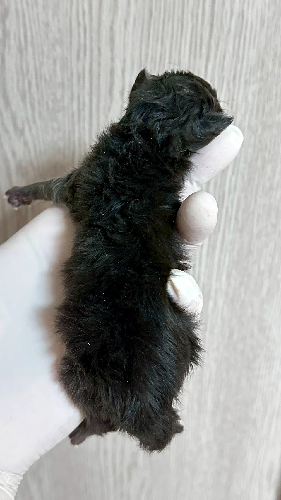 黑銀虎斑緬因貓1天記錄