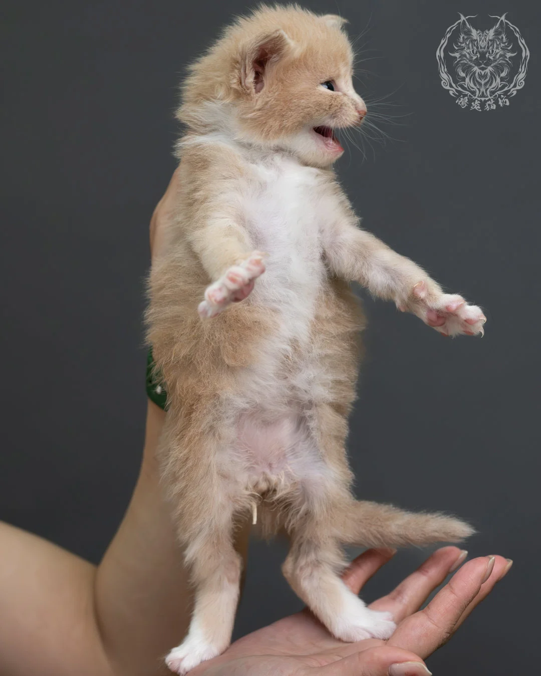 奶油虎斑緬因貓 6