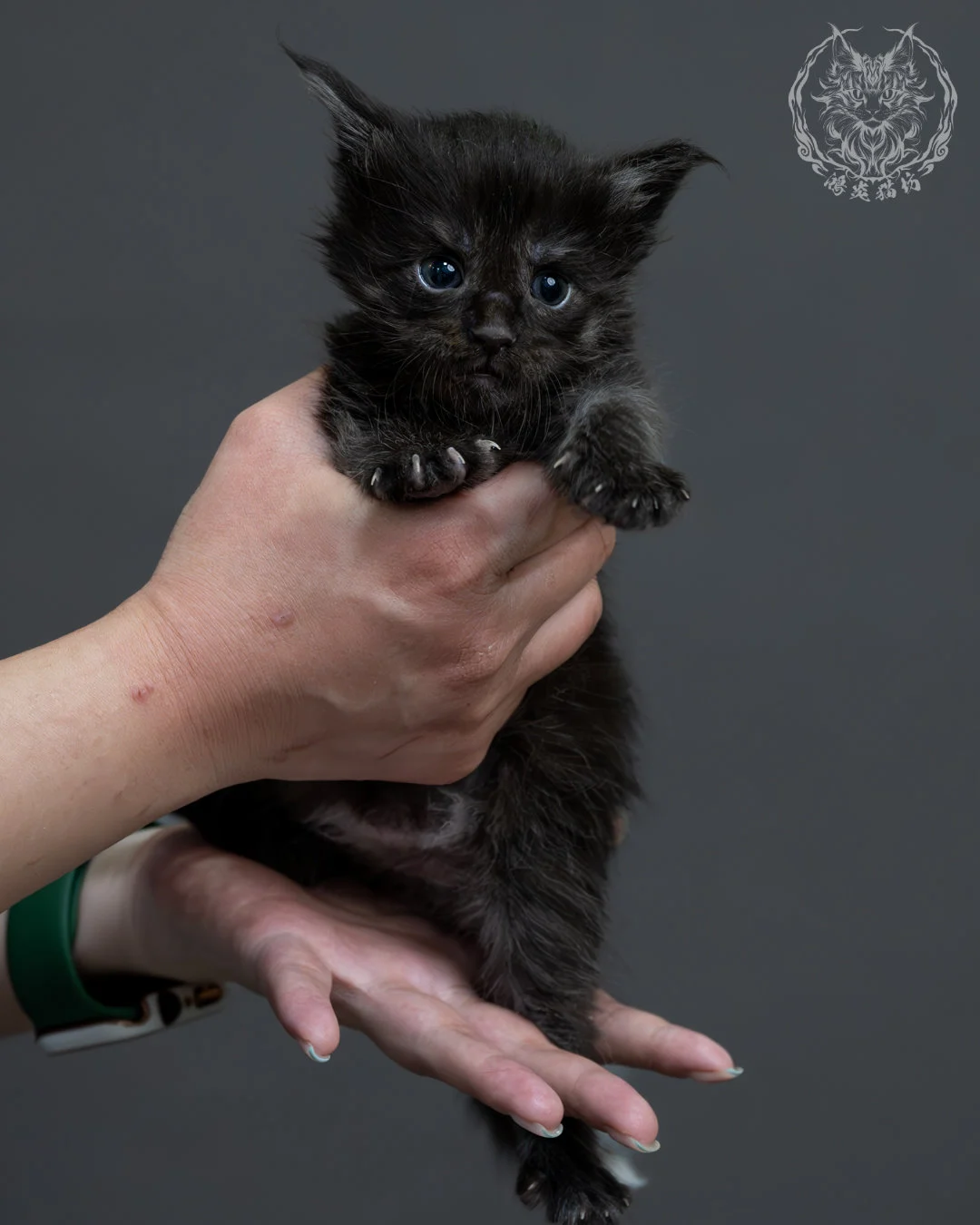 黑煙燻緬因貓 8