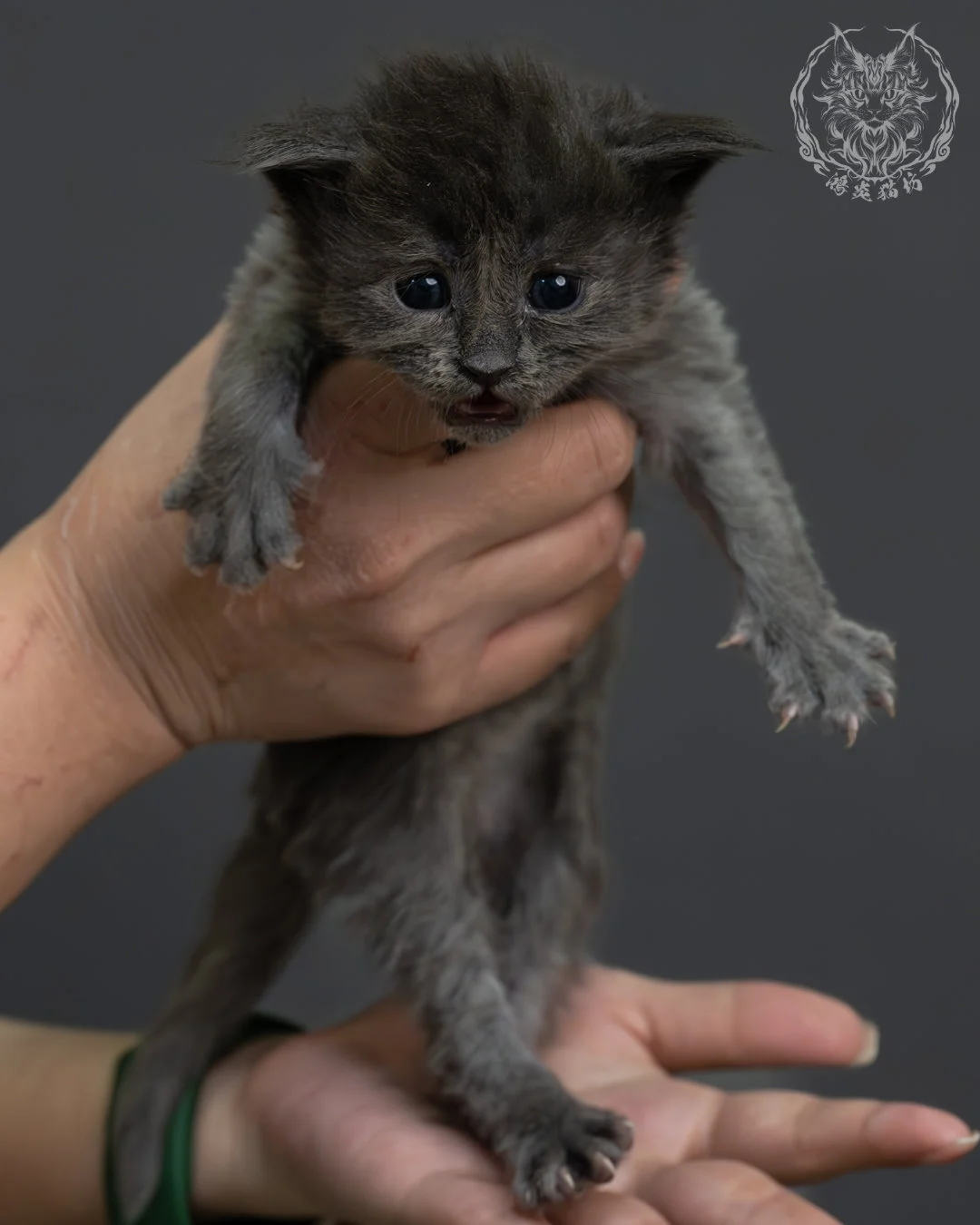 藍煙燻緬因貓 2