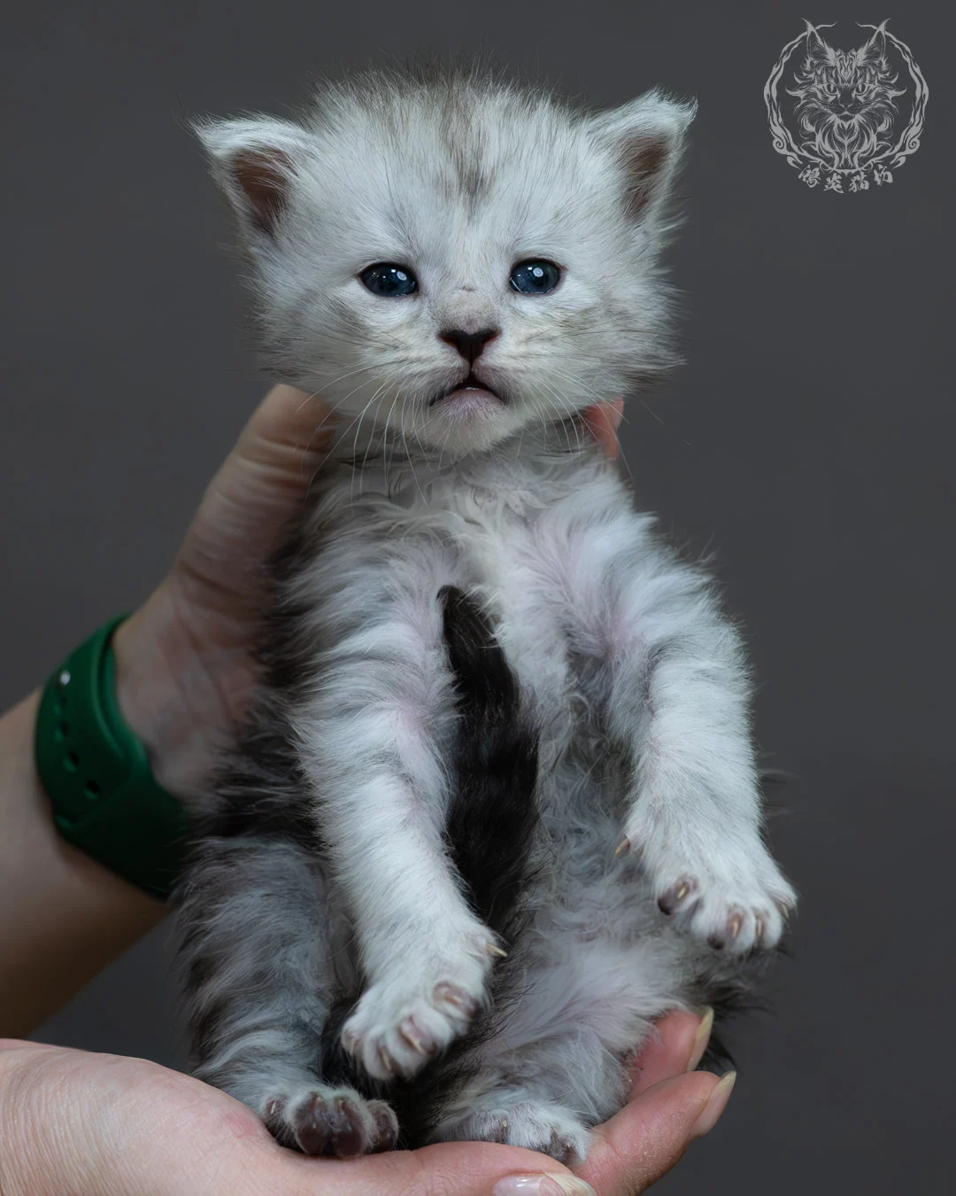 黑銀虎斑緬因貓 3