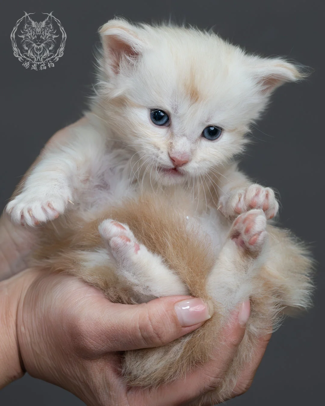 紅銀虎斑緬因貓 10