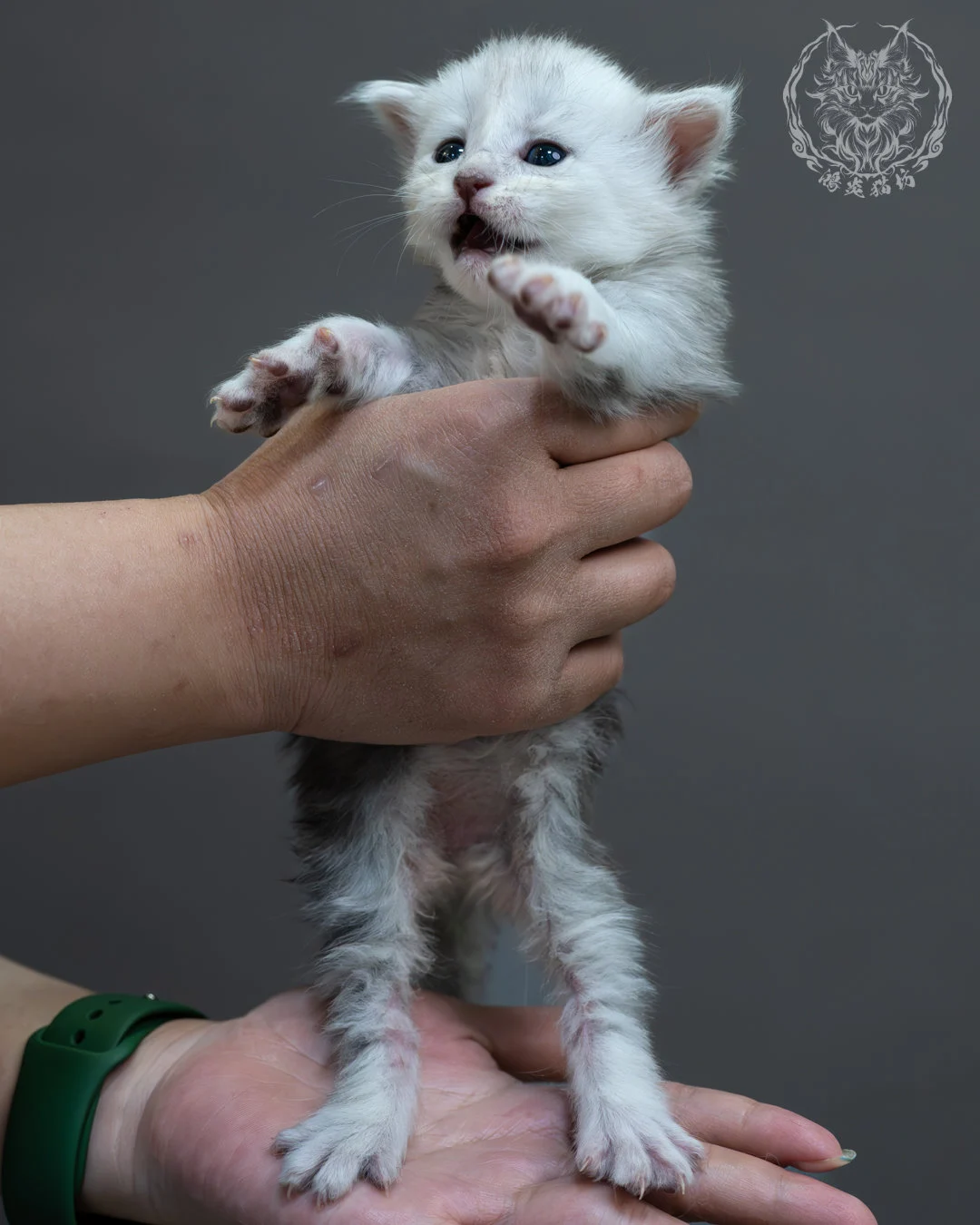 藍銀虎斑緬因貓 4