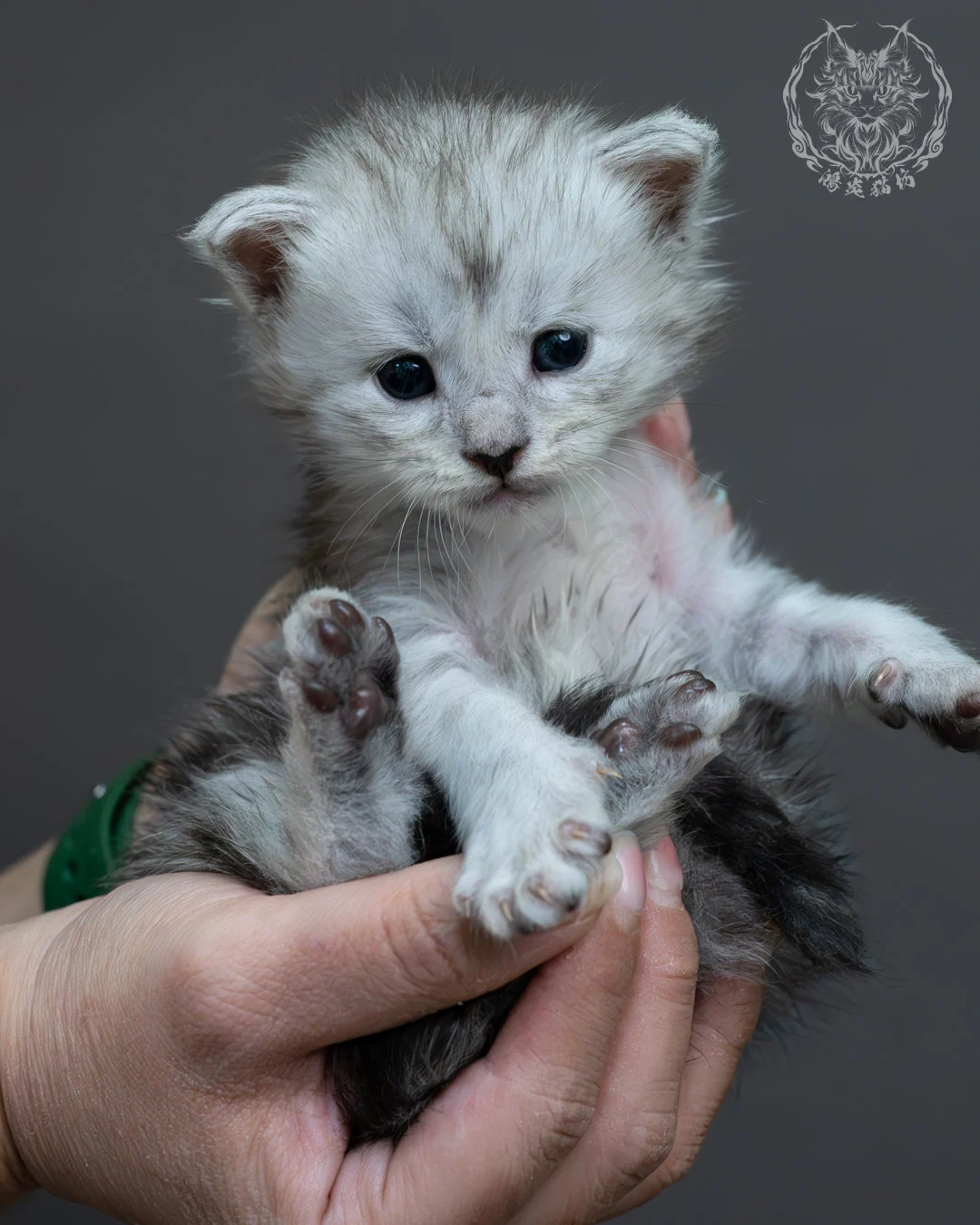 黑銀虎斑緬因貓 8