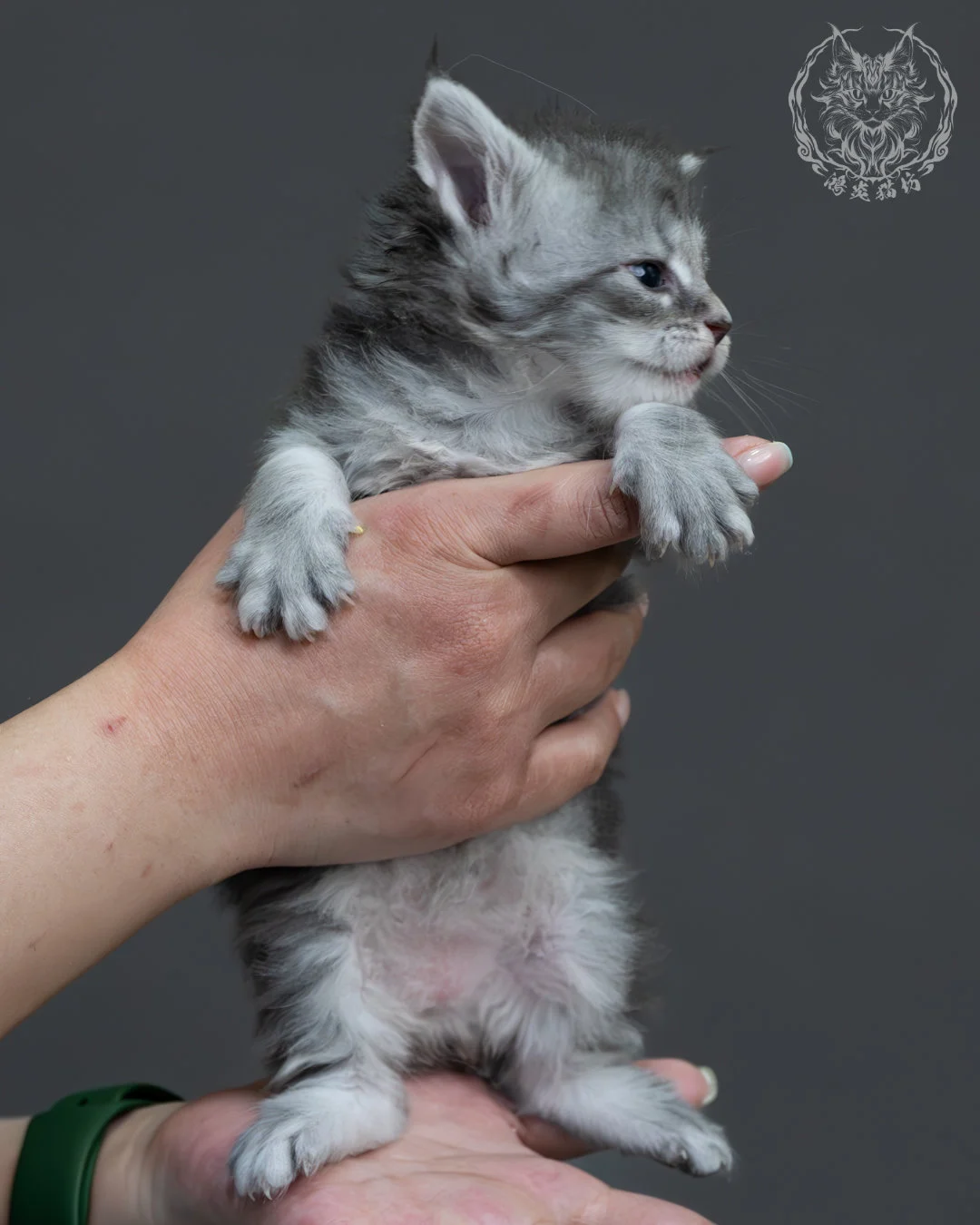 藍銀虎斑緬因貓 2