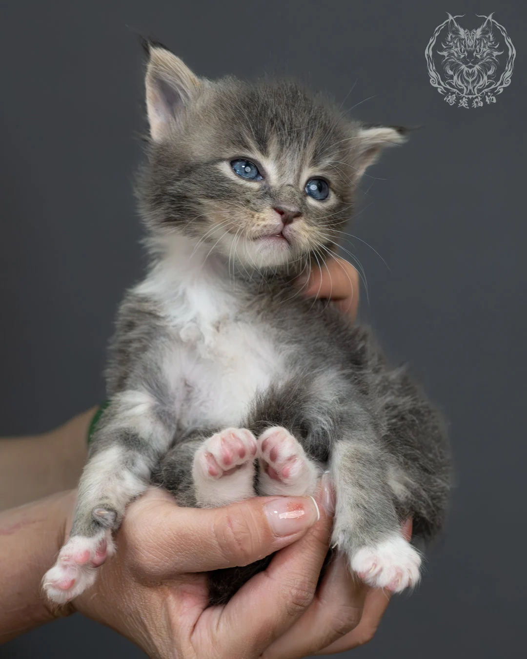 藍虎斑緬因貓 8