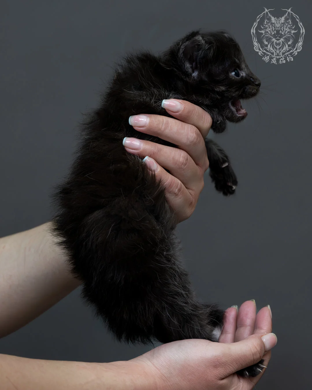 黑煙燻緬因貓 10