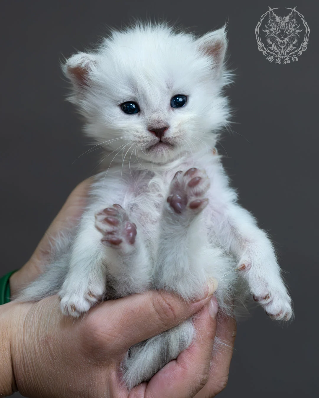 黑銀貝殼緬因貓 11