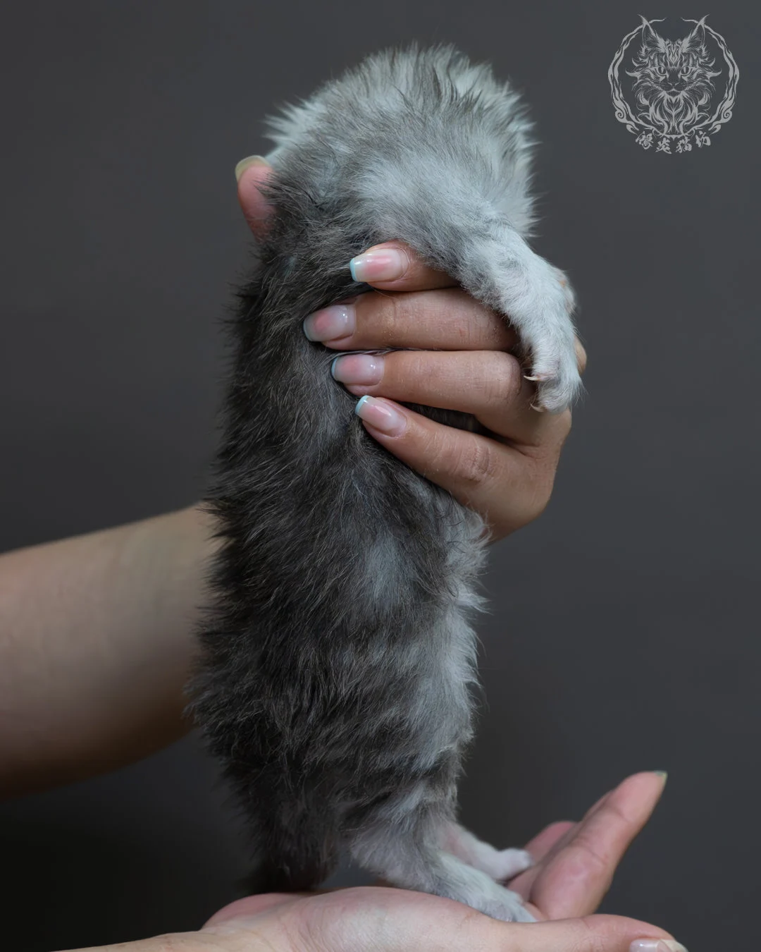 藍銀虎斑緬因貓 11