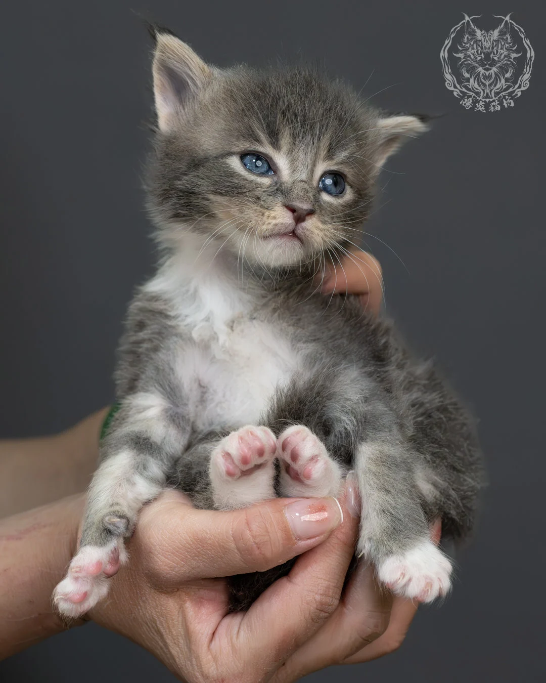 藍虎斑緬因貓 9