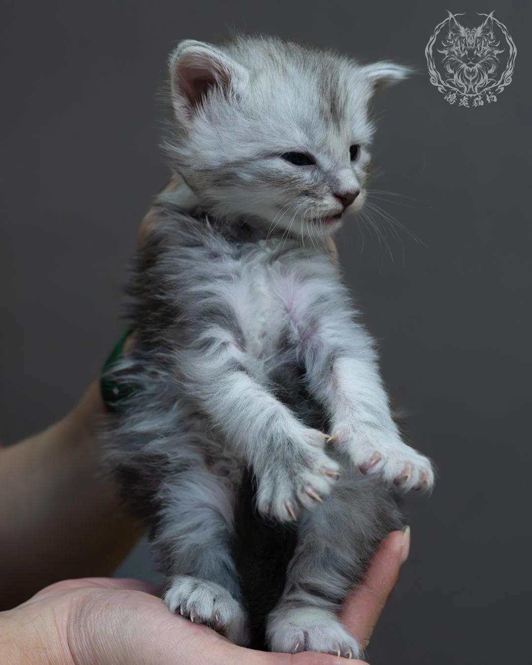 藍銀虎斑緬因貓 1