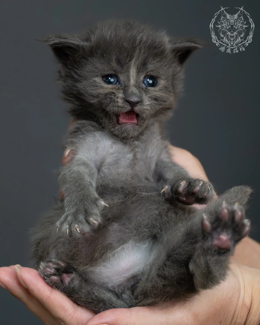 藍煙燻緬因貓 16