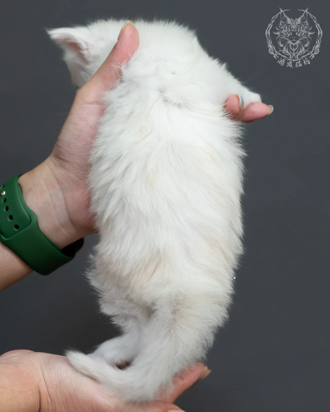 紅銀貝殼色緬因貓 8