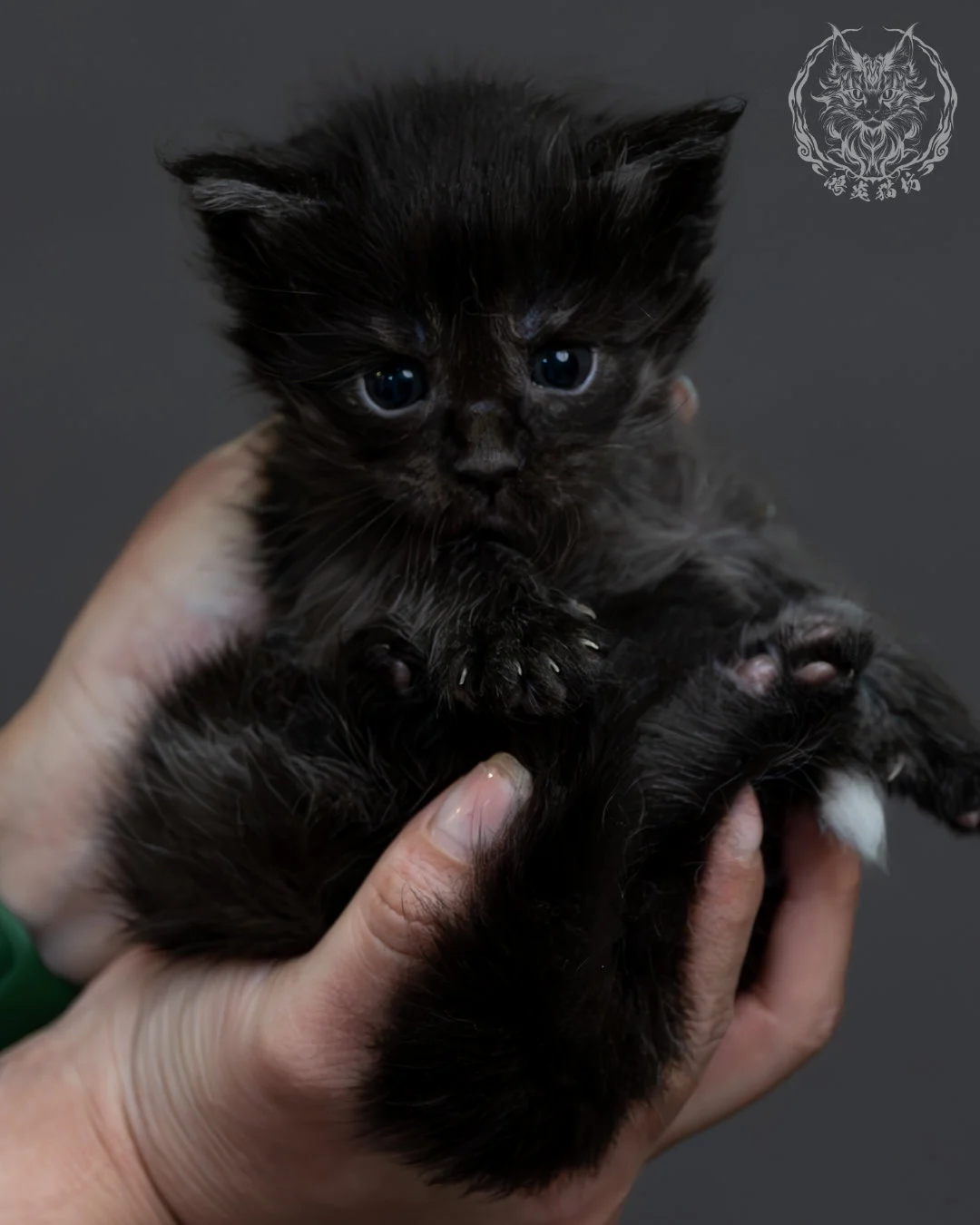 黑煙燻緬因貓 15