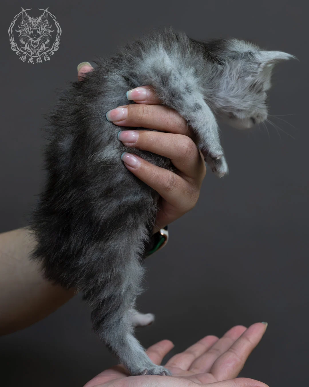 藍銀虎斑緬因貓 5