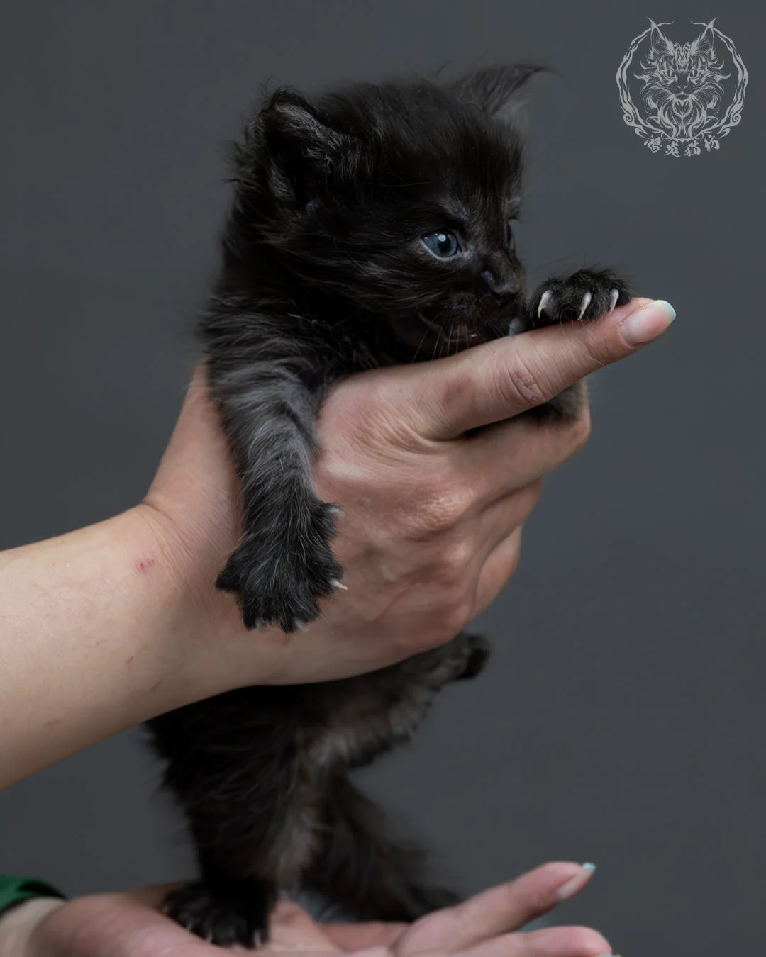 黑煙燻緬因貓 2