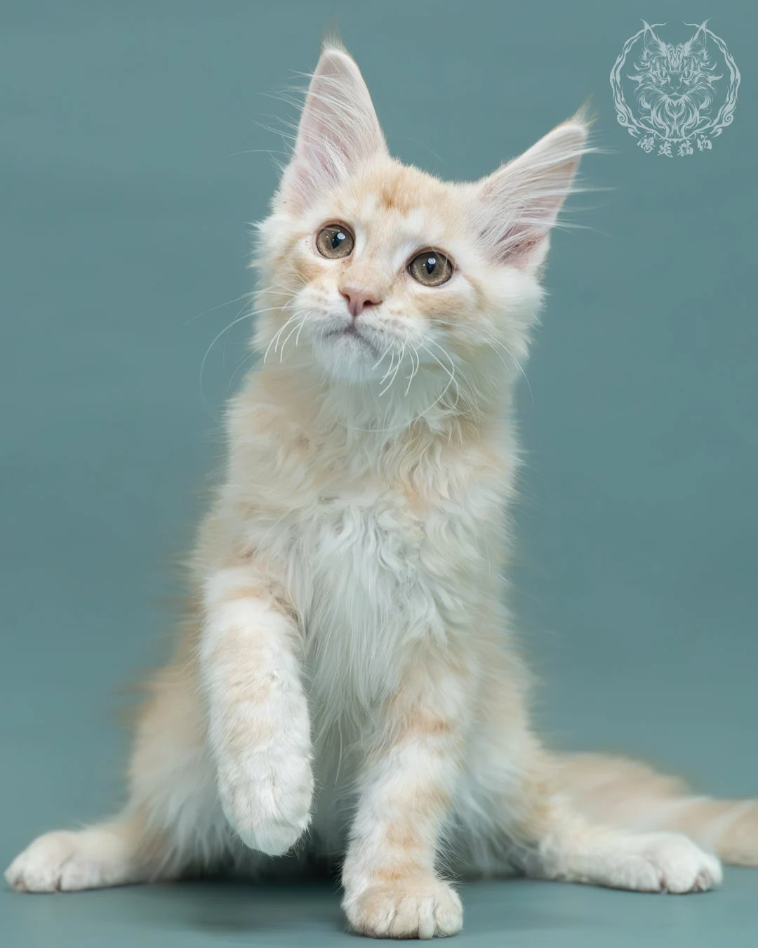 紅銀虎斑緬因貓 20