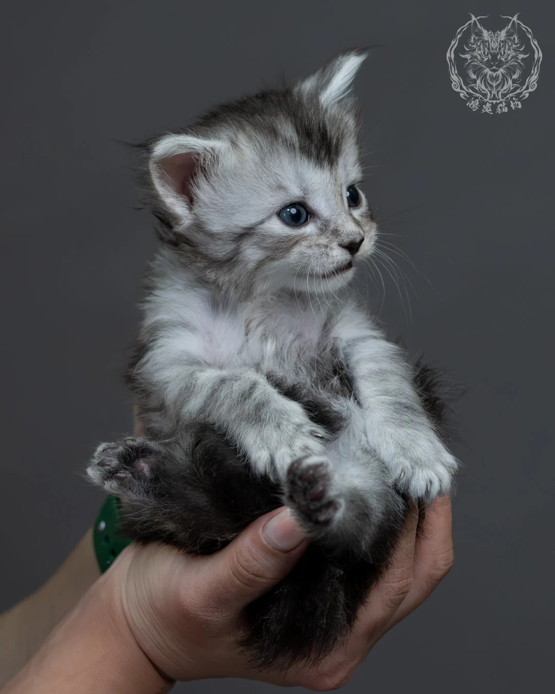 黑銀虎斑緬因貓 14