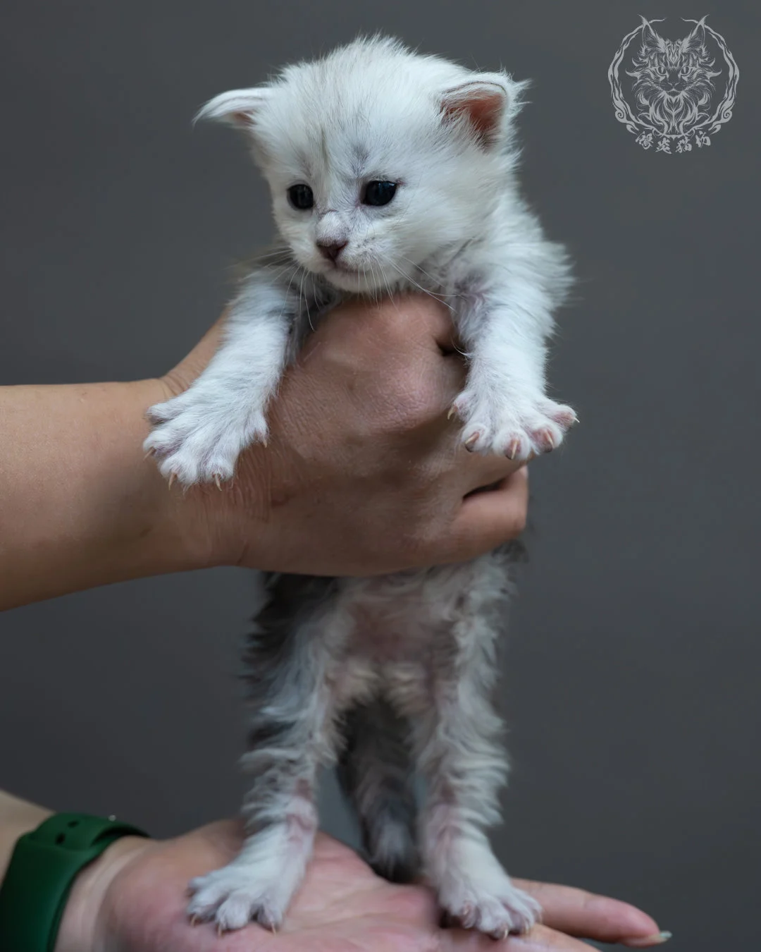 藍銀虎斑緬因貓 3