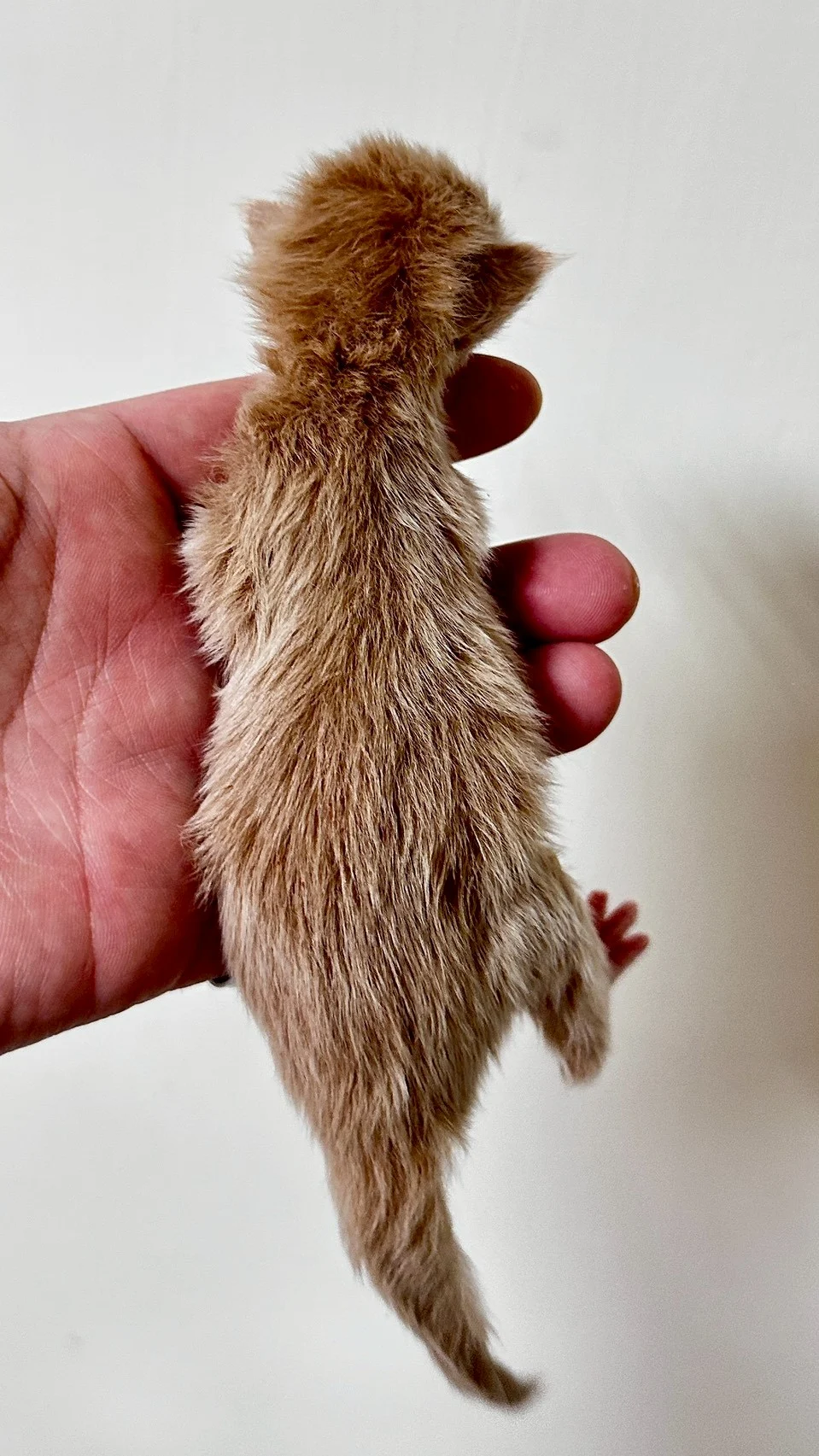 奶油虎斑緬因貓