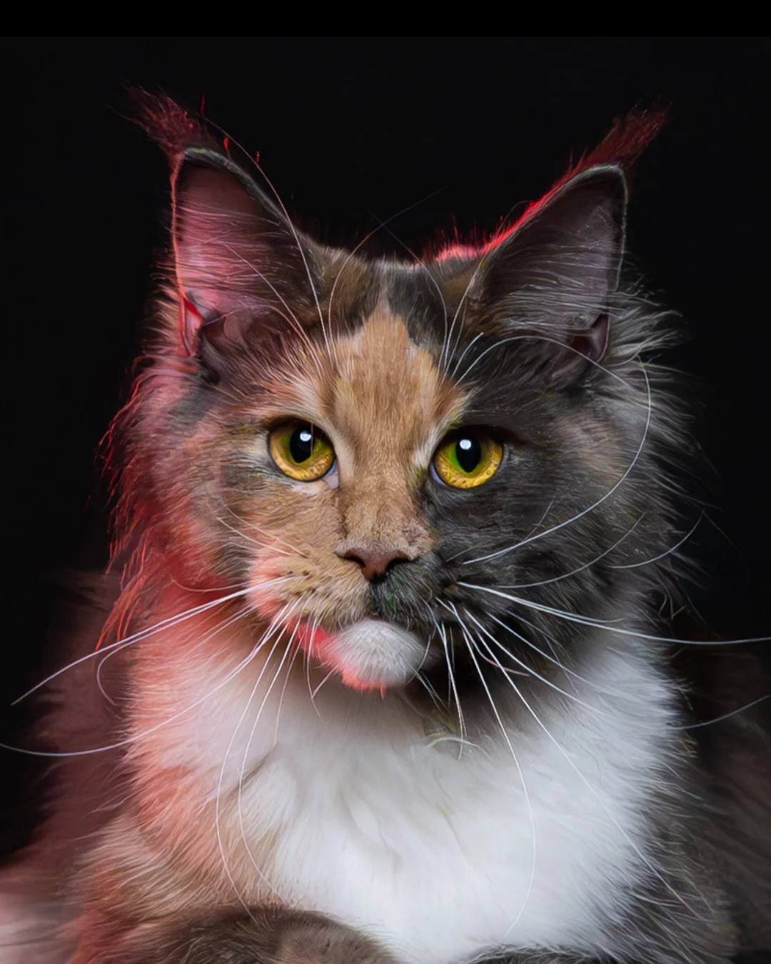 藍乳玳帽緬因貓10個月紀錄