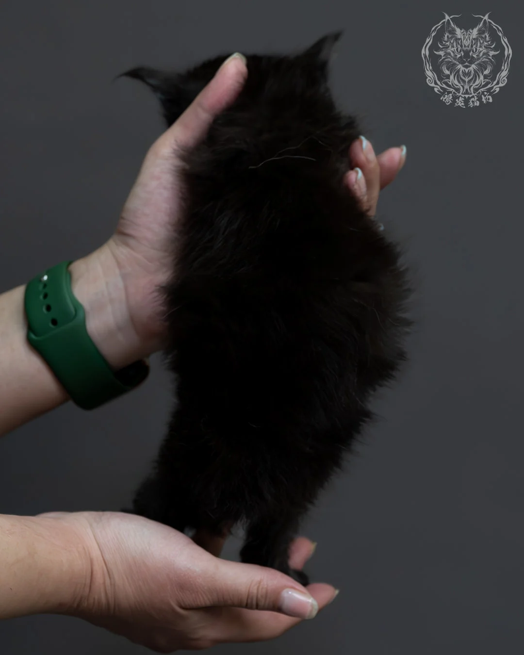 黑煙燻緬因貓 11