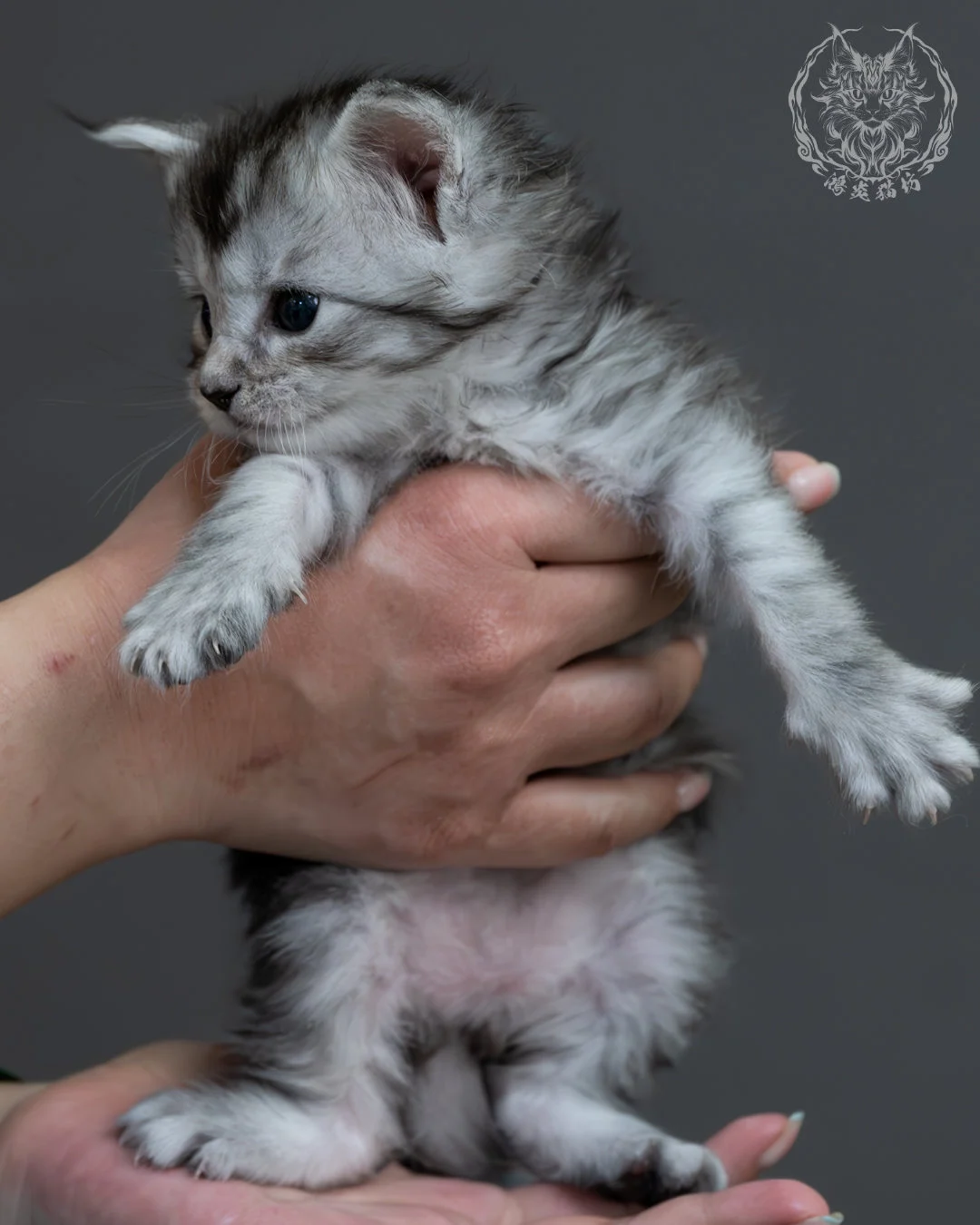 黑銀虎斑緬因貓 2