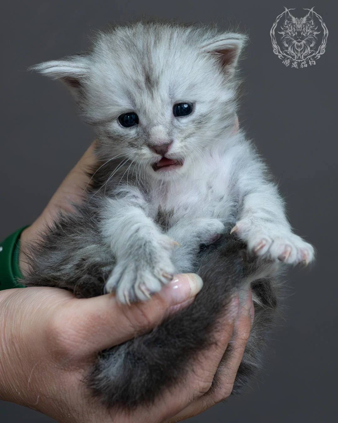 藍銀虎斑緬因貓 11