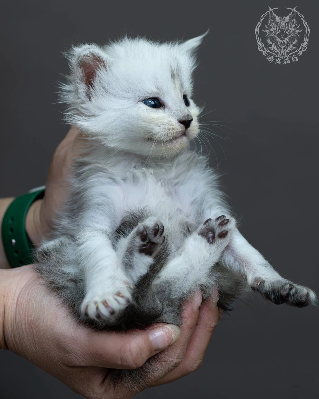 黑高煙緬因貓 13