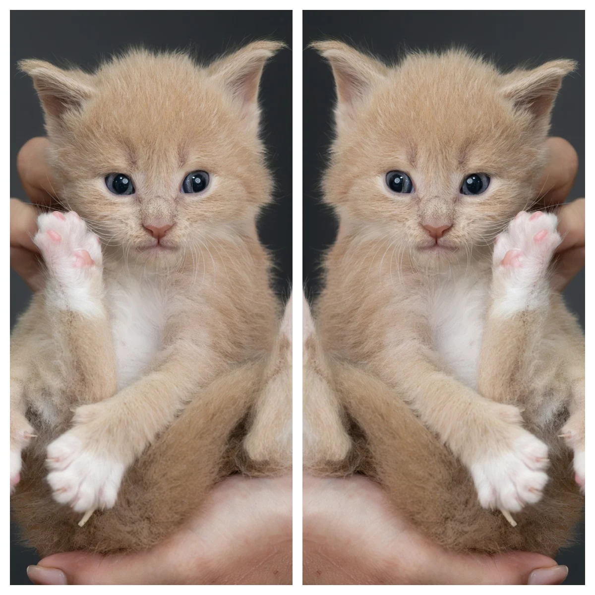 奶油虎斑4周紀錄