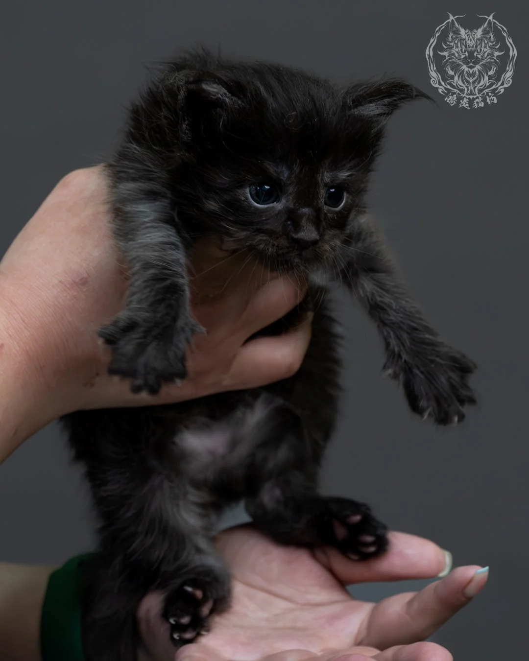 黑煙燻緬因貓 5