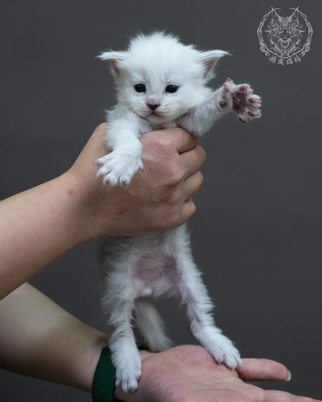 黑銀貝殼緬因貓 2