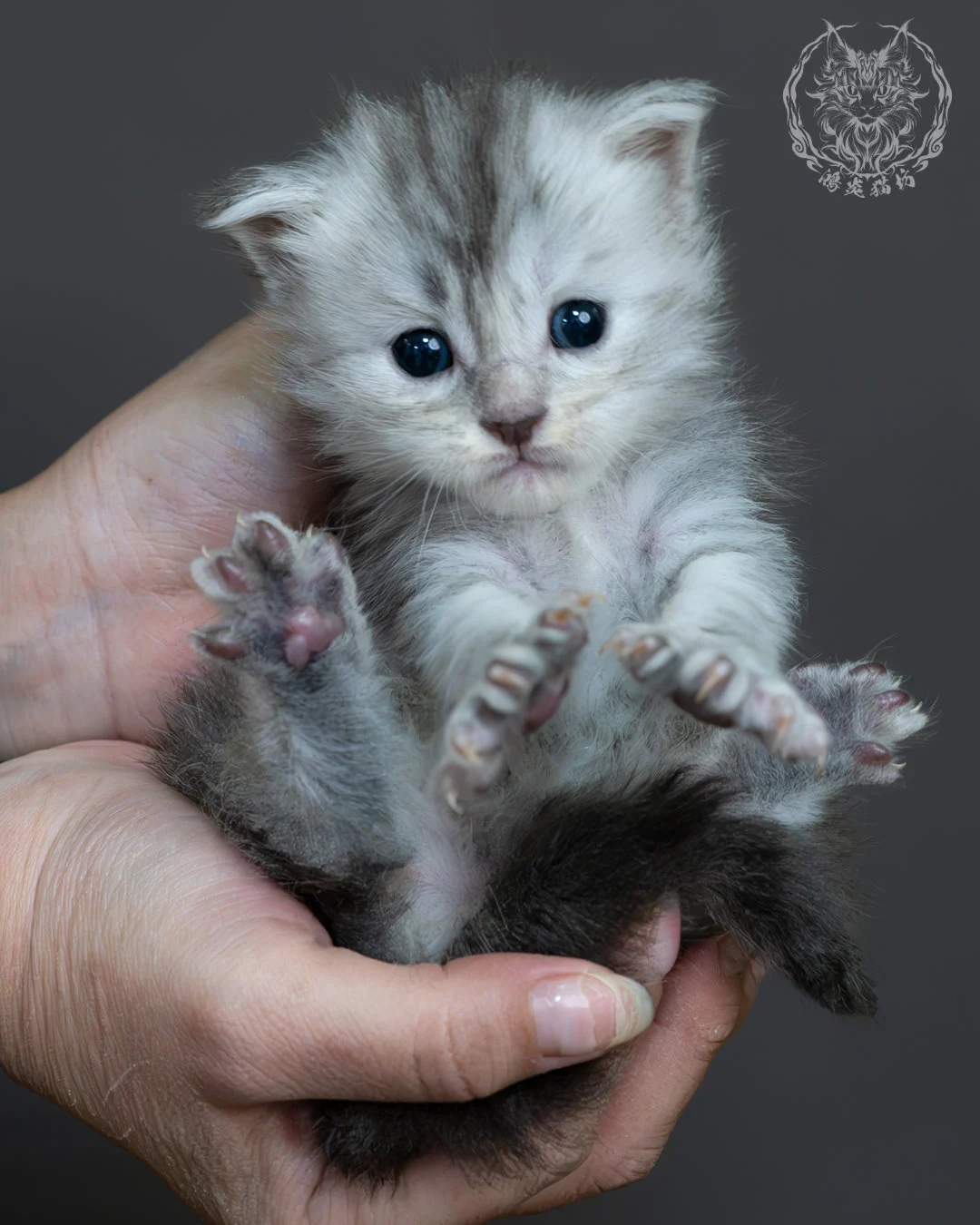 藍銀虎斑緬因貓 11