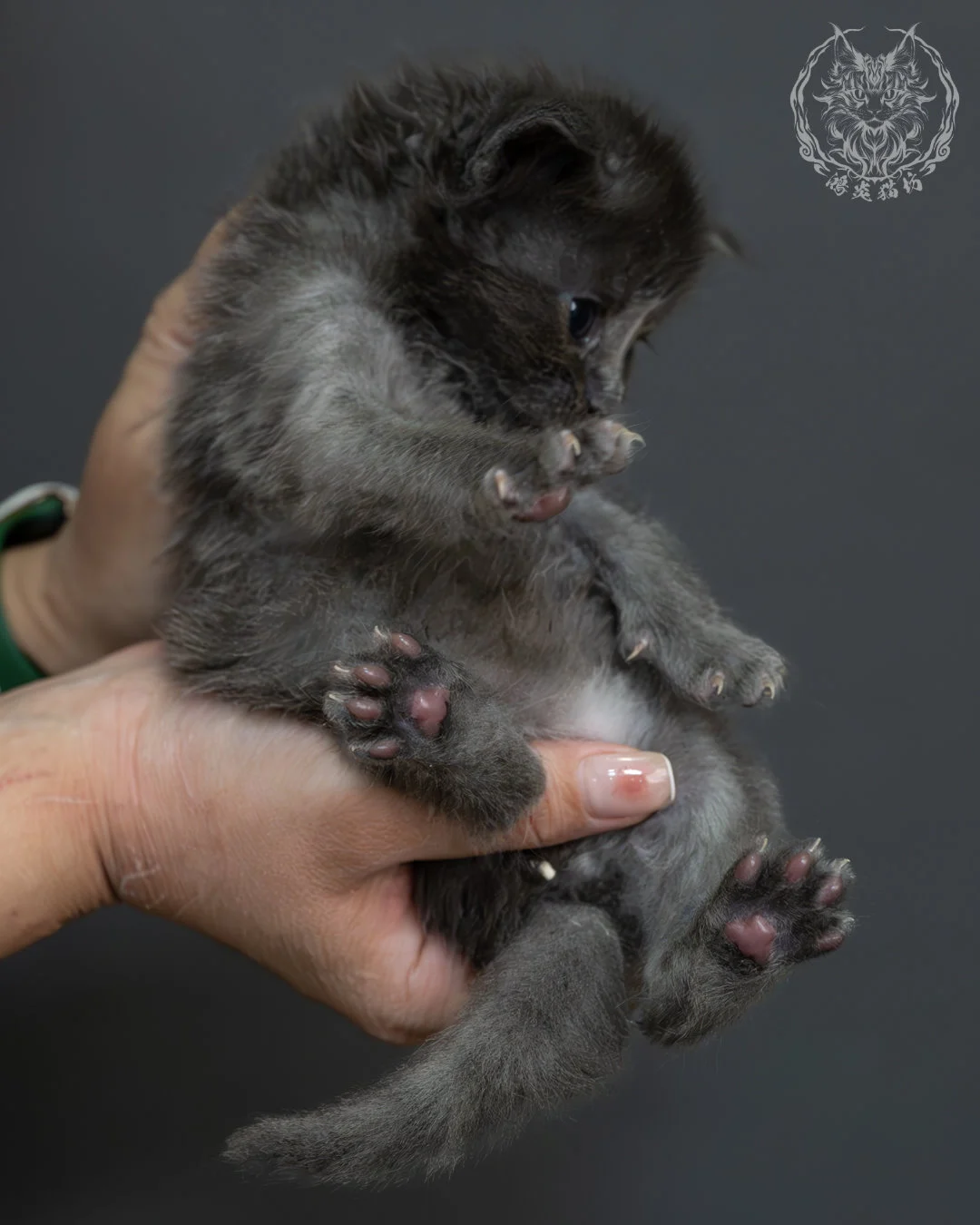 藍煙燻緬因貓 11