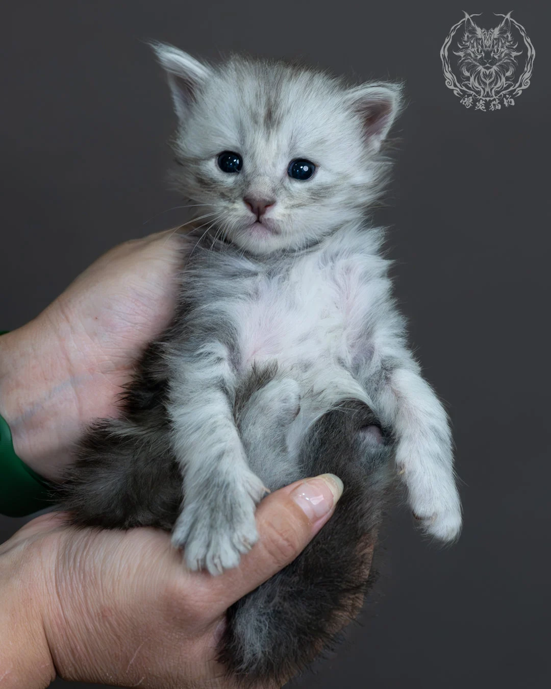 藍銀虎斑緬因貓 12