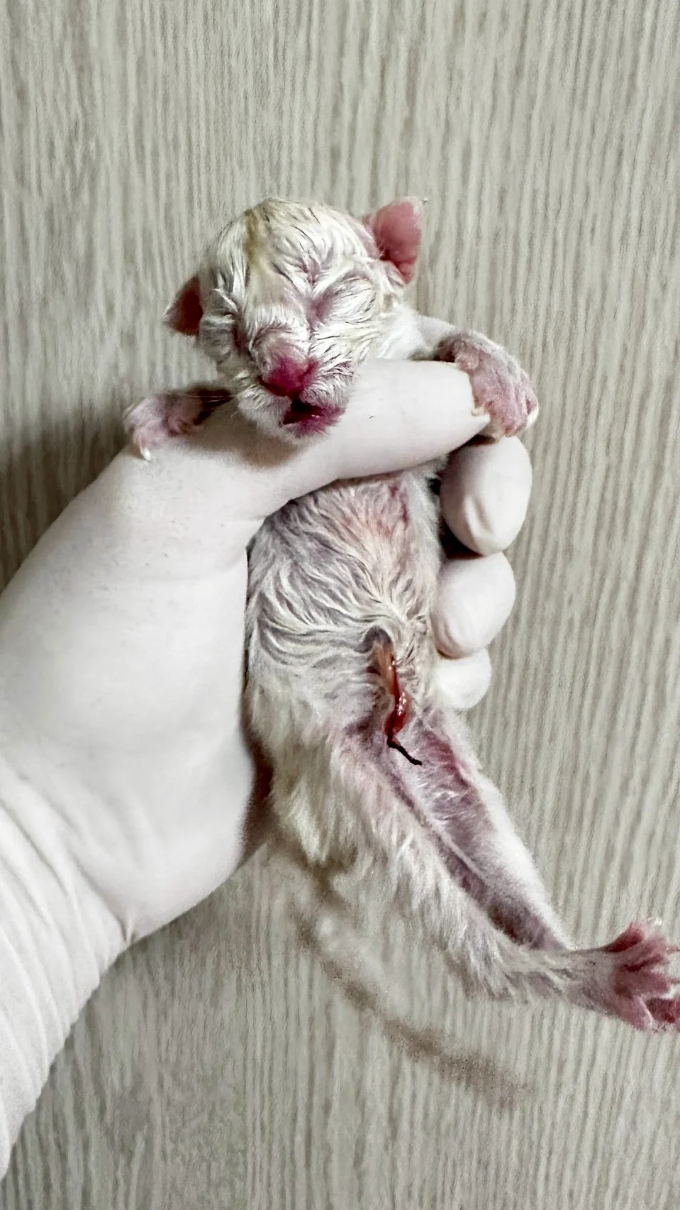 紅銀貝殼色緬因貓1天記錄