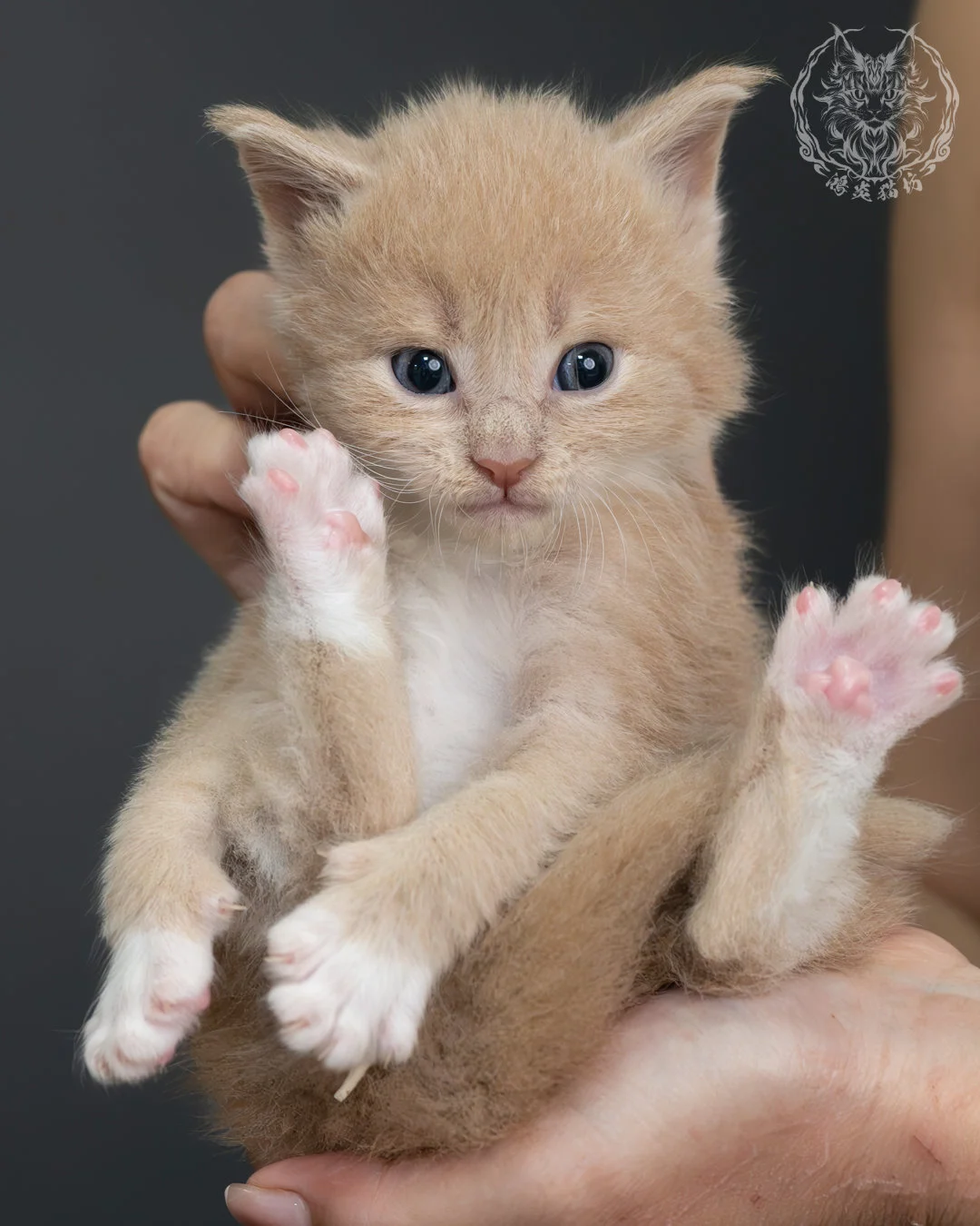 奶油虎斑緬因貓 21