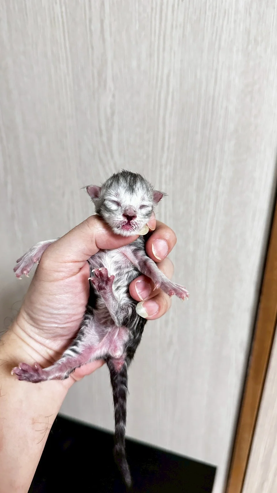 黑高銀虎斑緬因貓1天記錄