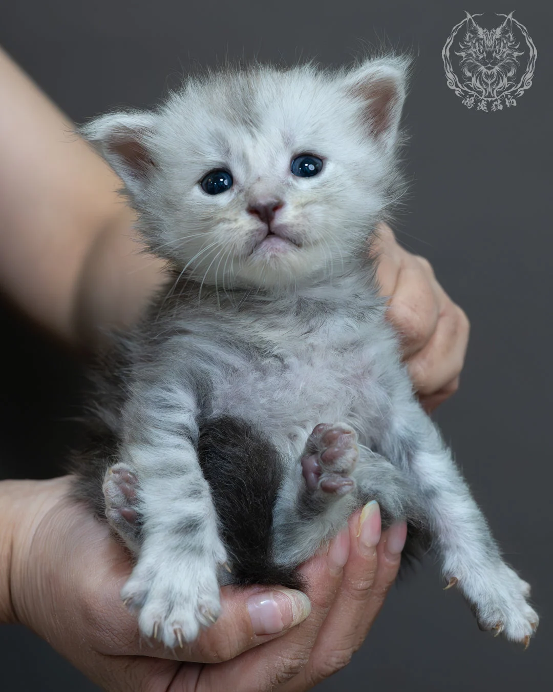 藍銀虎斑緬因貓 9