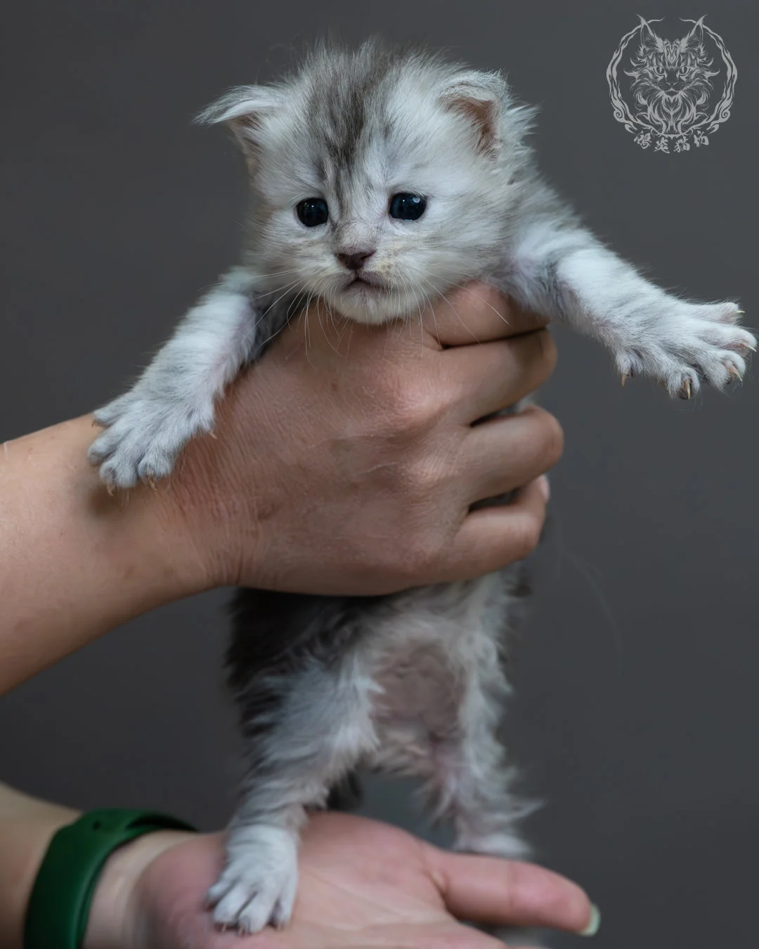 藍銀虎斑緬因貓 4