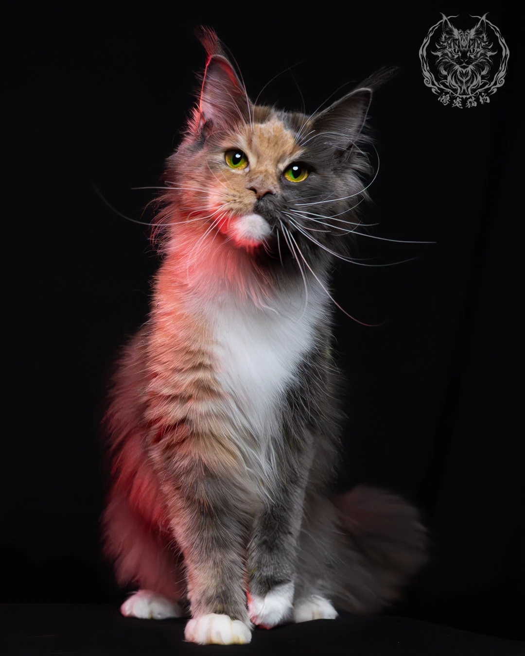 藍乳玳帽緬因貓 2