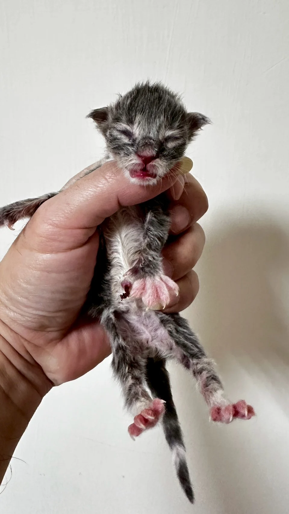 藍虎斑緬因貓1天記錄