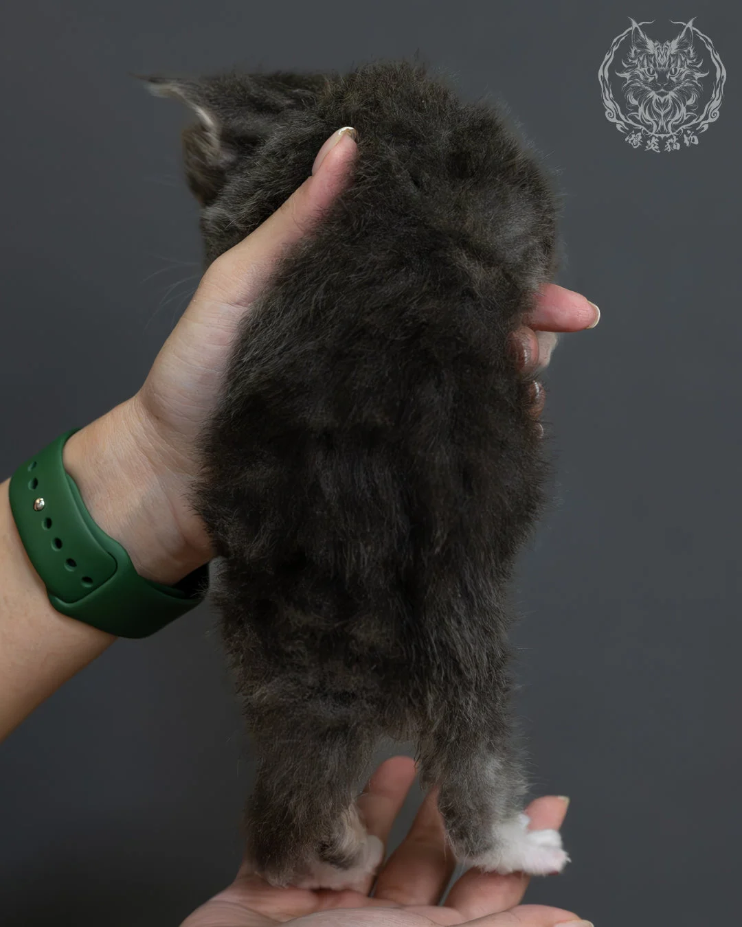 藍虎斑緬因貓 5