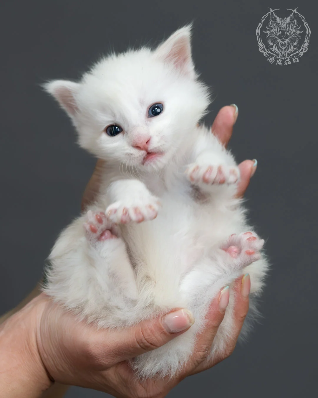 紅銀貝殼色緬因貓 14