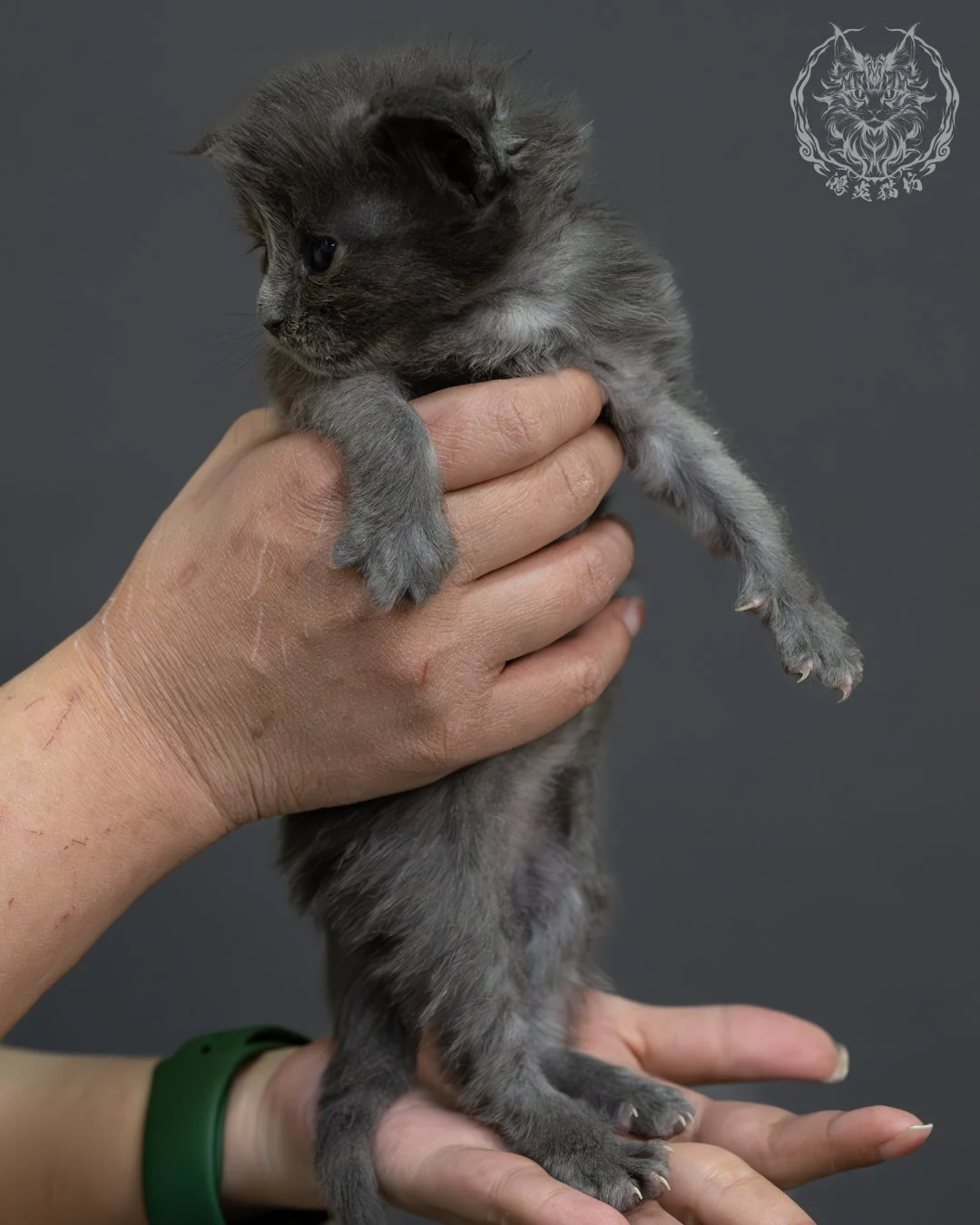 藍煙燻緬因貓 1